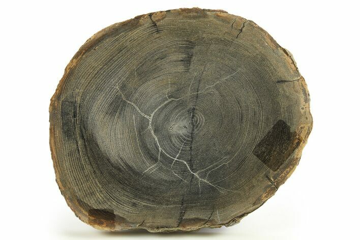 Polished Petrified Wood Round - Sweet Home, Oregon #289045